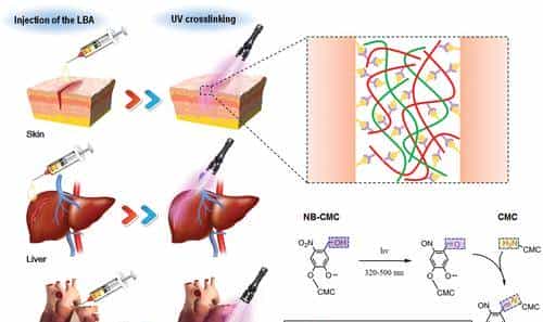 西安交大徐峰《AFM》:液体绷带!具有强劲组织粘合力、出色的止血、抗菌性能
