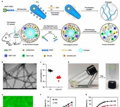 约翰霍普金斯大学崔宏刚《Nature》子刊:包含STING和CPT的原位自组装水凝胶实现100%抑制肿瘤生长