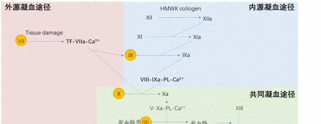 PT、APTT、TT 有什么区别?临床怎么用?