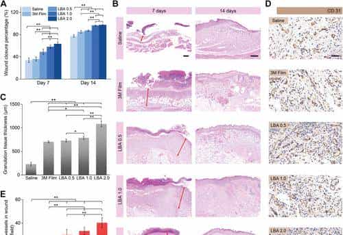 西安交大徐峰《AFM》:液体绷带!具有强劲组织粘合力、出色的止血、抗菌性能