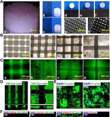 打破软骨不可再生壁垒,《Science》子刊:具有双因子释放和梯度结构3D生物打印构建体,用于异质软骨再生