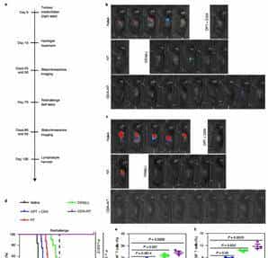 约翰霍普金斯大学崔宏刚《Nature》子刊:包含STING和CPT的原位自组装水凝胶实现100%抑制肿瘤生长