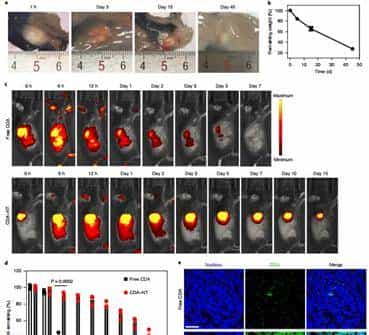 约翰霍普金斯大学崔宏刚《Nature》子刊:包含STING和CPT的原位自组装水凝胶实现100%抑制肿瘤生长
