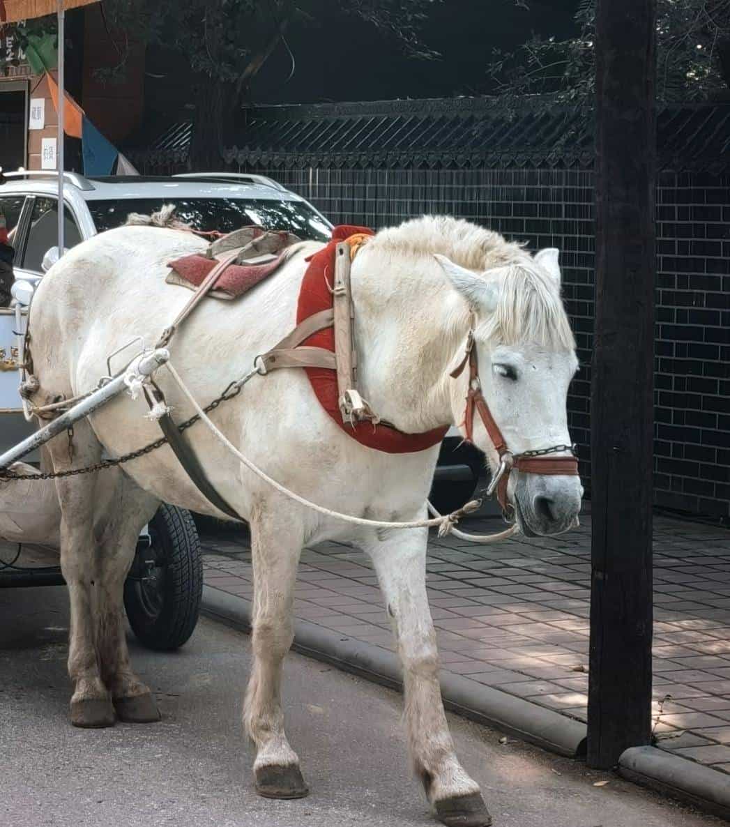 跨过山和大海，耐力谁最哇塞？