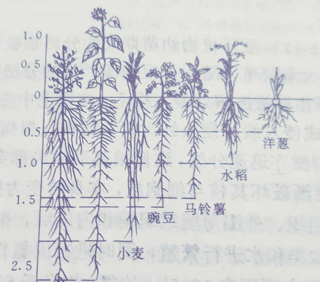 植物根系(root system)在土壤中的分布