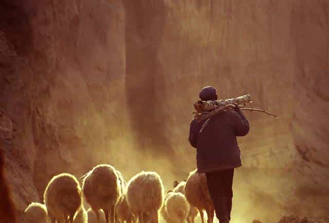 破解“朴实语言”赏析难题：从文字表面，读懂情感深处