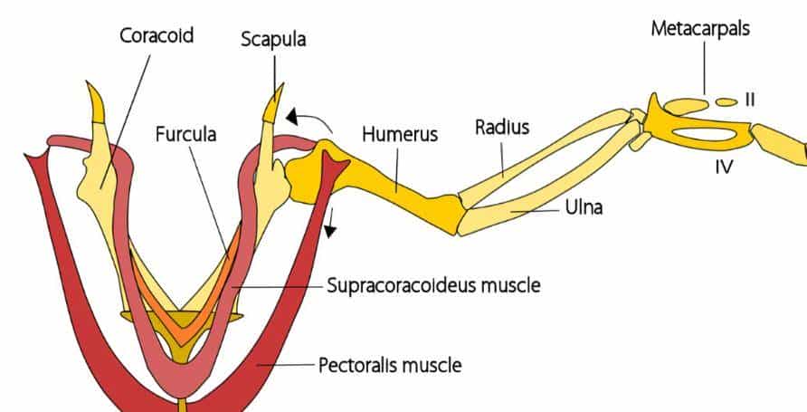 跨过山和大海，耐力谁最哇塞？