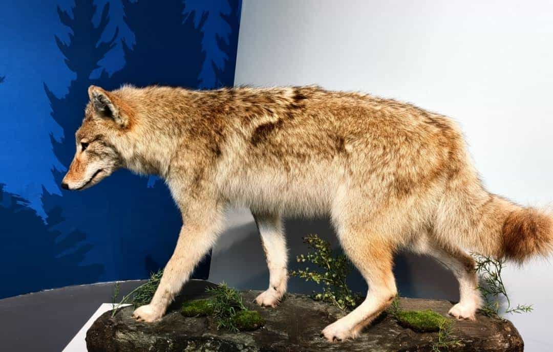 跨过山和大海，耐力谁最哇塞？