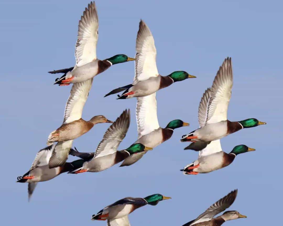 跨过山和大海，耐力谁最哇塞？