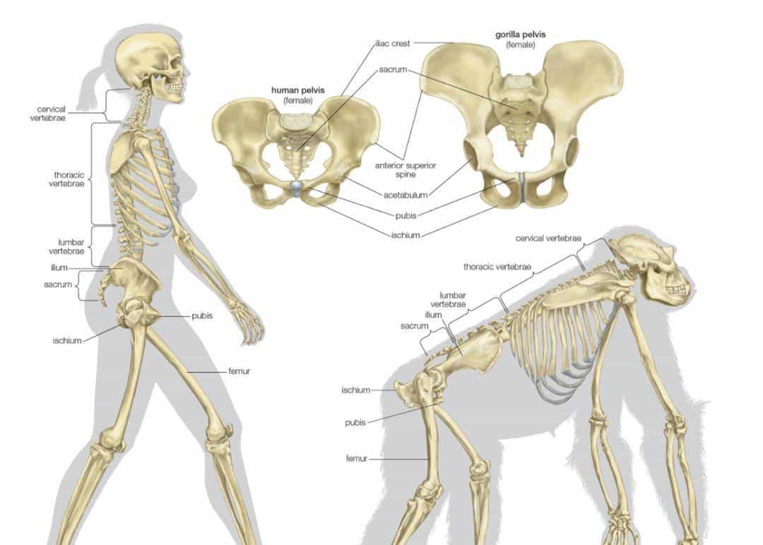 跨过山和大海，耐力谁最哇塞？