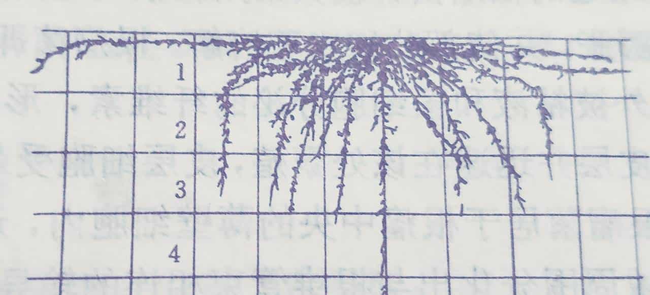 植物根系(root system)在土壤中的分布
