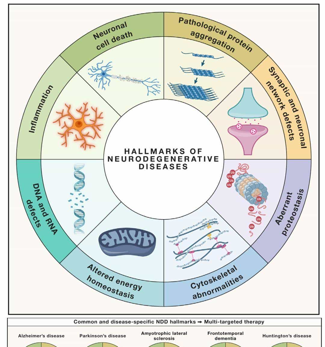 Cell | 如何 “摸着石头” 开发靶向Tau的AD药物?