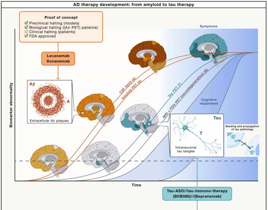 Cell | 如何 “摸着石头” 开发靶向Tau的AD药物?
