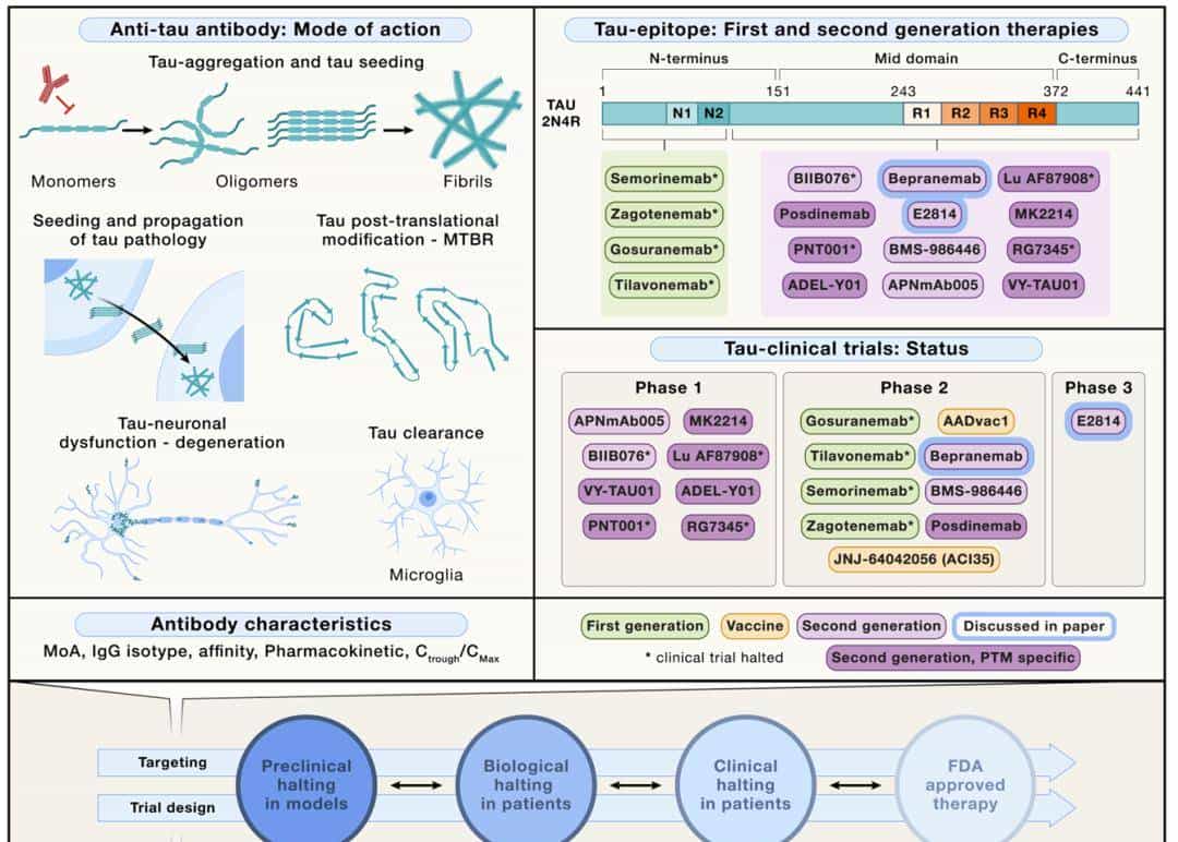 Cell | 如何 “摸着石头” 开发靶向Tau的AD药物?