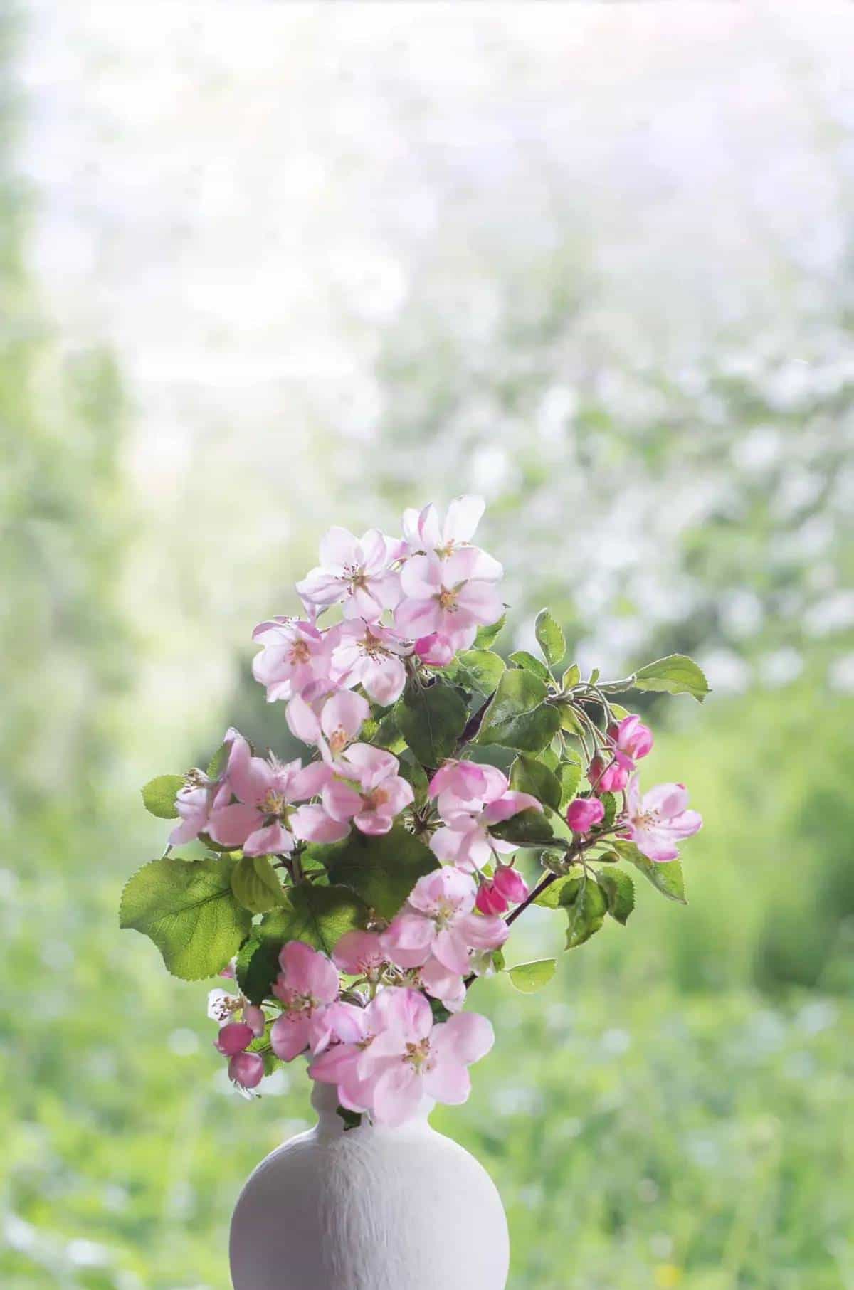 宋词300首(232)苍梧谣·天.蔡伸