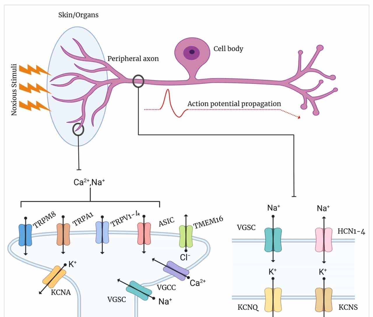 【神经痛】第 1 章 离子通道:地球生命的 “亿年电信号工匠”