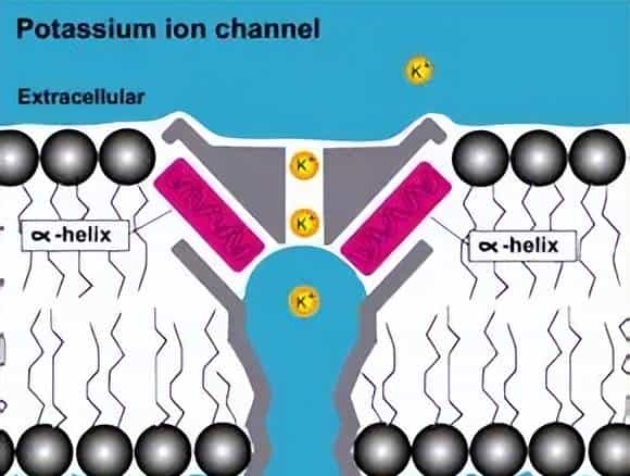 【神经痛】第 1 章 离子通道:地球生命的 “亿年电信号工匠”