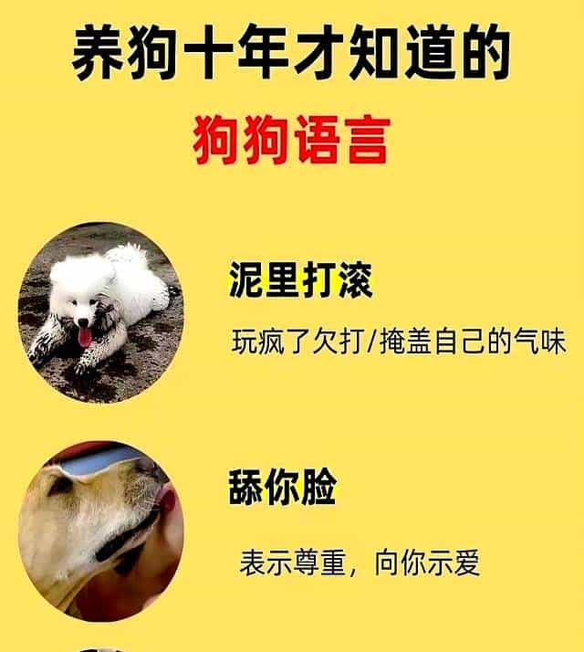 养狗十年悟透！狗狗这些动作藏着的“心里话”