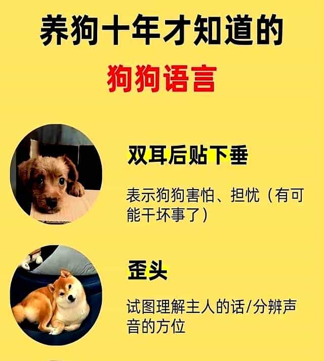 养狗十年悟透！狗狗这些动作藏着的“心里话”