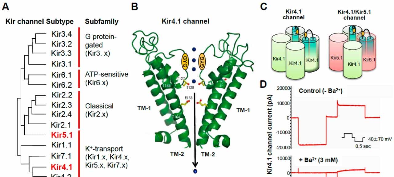 【神经痛】第 1 章 离子通道:地球生命的 “亿年电信号工匠”
