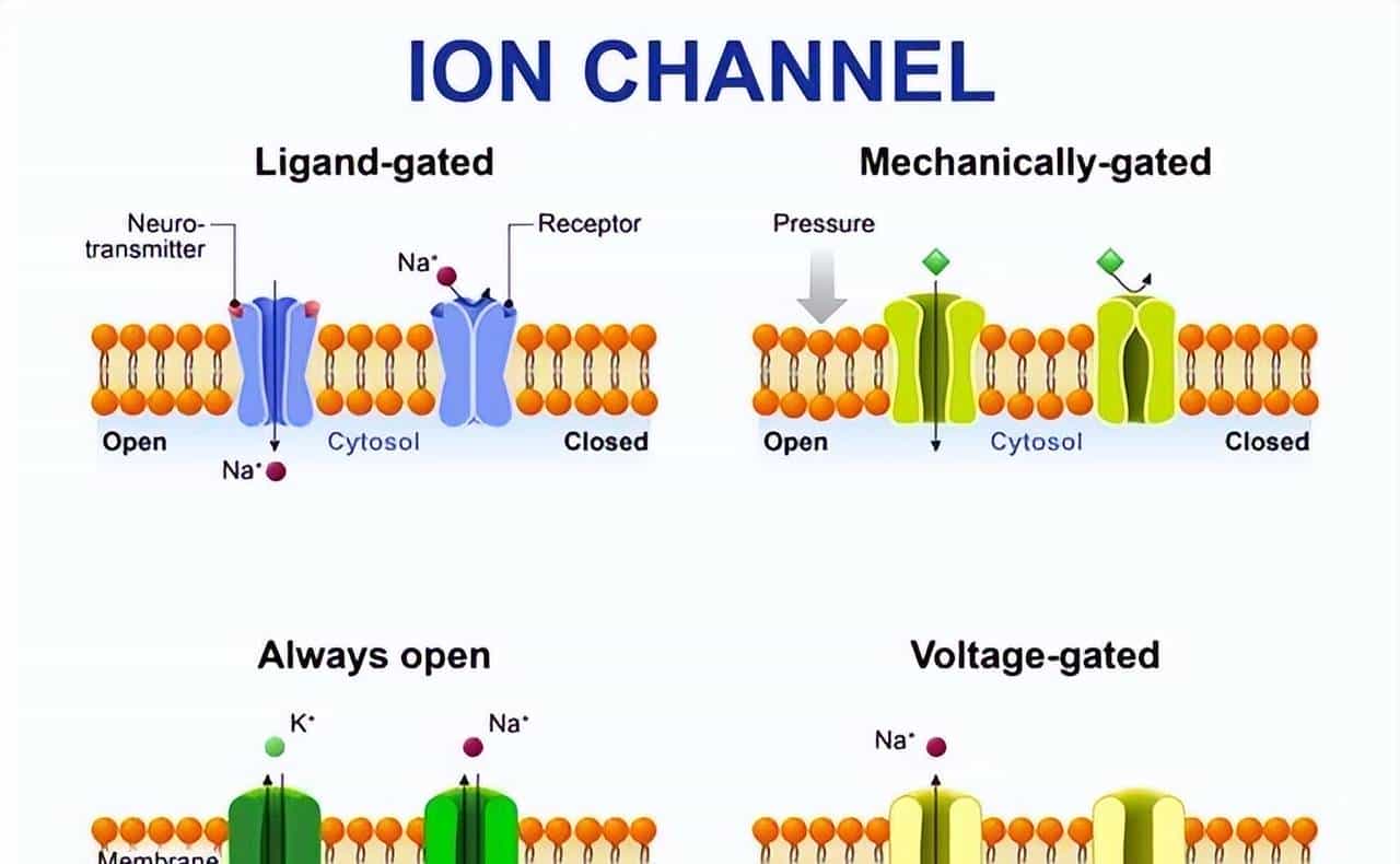 【神经痛】第 1 章 离子通道:地球生命的 “亿年电信号工匠”