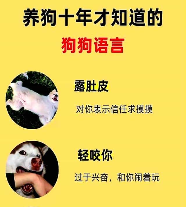 养狗十年悟透！狗狗这些动作藏着的“心里话”