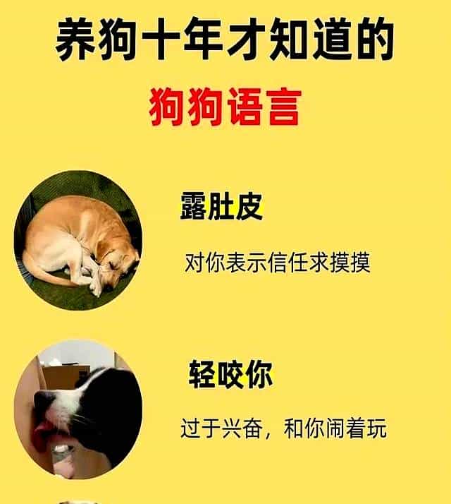 养狗十年悟透！狗狗这些动作藏着的“心里话”