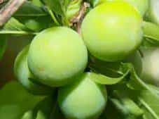 手机的天线去哪了？| No.350