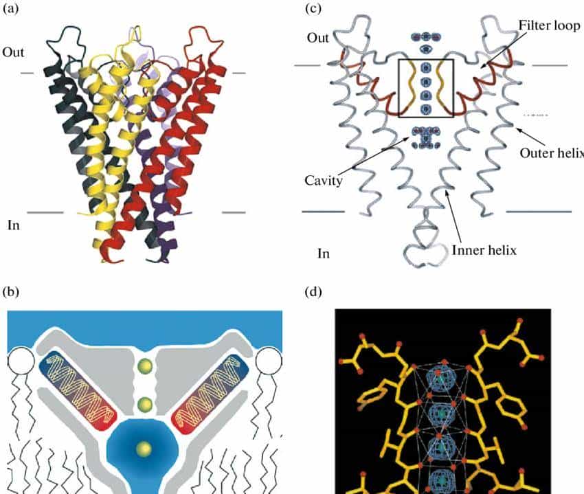 【神经痛】第 1 章 离子通道:地球生命的 “亿年电信号工匠”