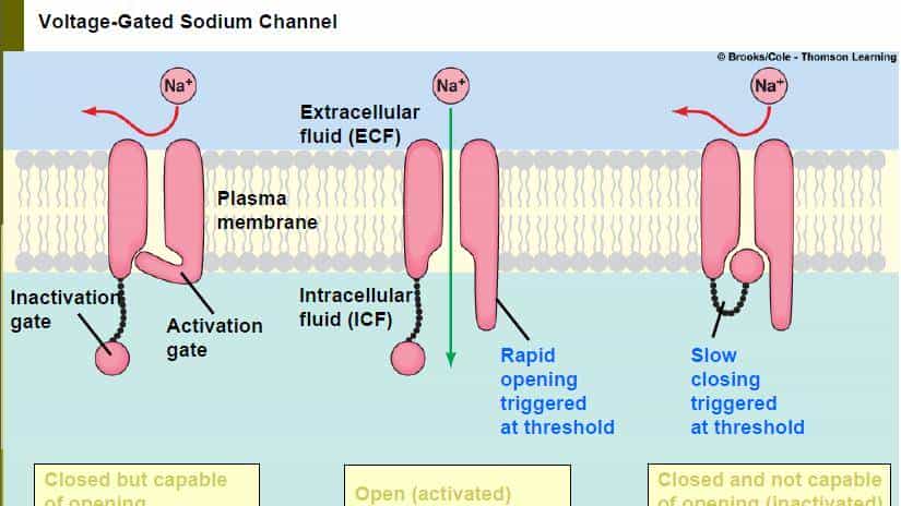 【神经痛】第 1 章 离子通道:地球生命的 “亿年电信号工匠”