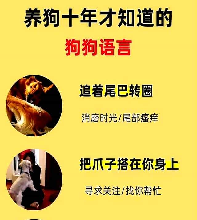 养狗十年悟透！狗狗这些动作藏着的“心里话”