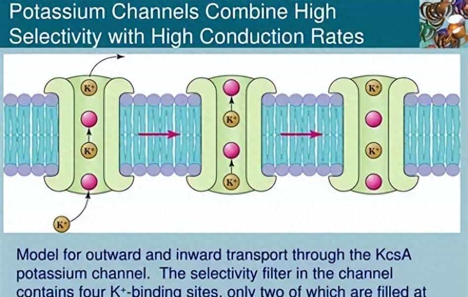 【神经痛】第 1 章 离子通道:地球生命的 “亿年电信号工匠”