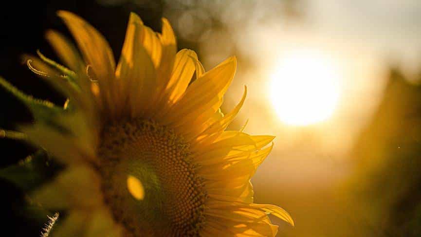 多晒太阳有利于控制血糖？