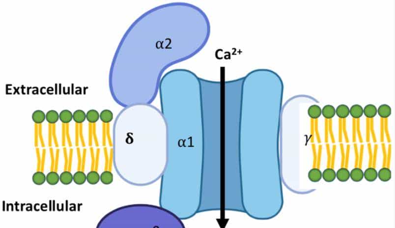 【神经痛】第 1 章 离子通道:地球生命的 “亿年电信号工匠”