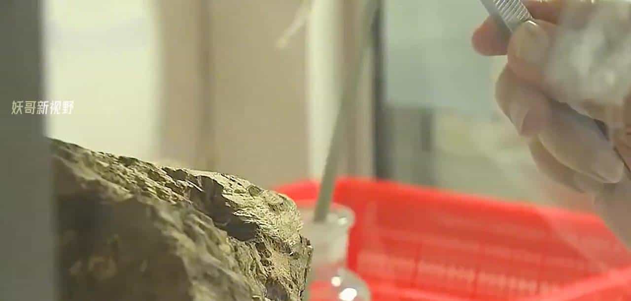 第13集如何种植银耳？古时价比黄金，