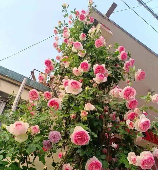 龙沙宝石：藤本月季界的＂不朽传奇＂，以一季芳华定义极致浪漫