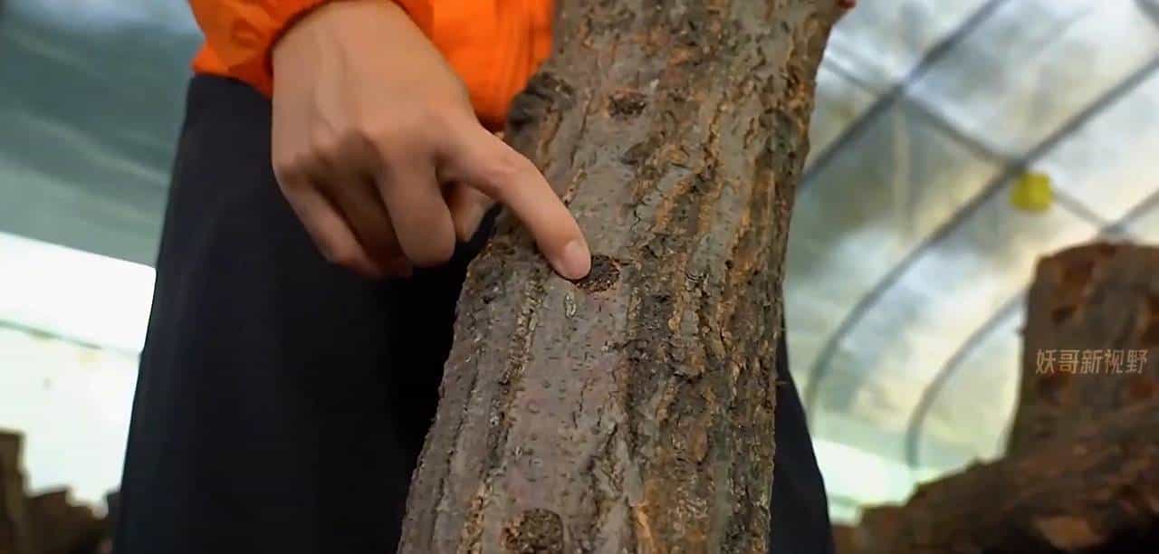 第13集如何种植银耳？古时价比黄金，