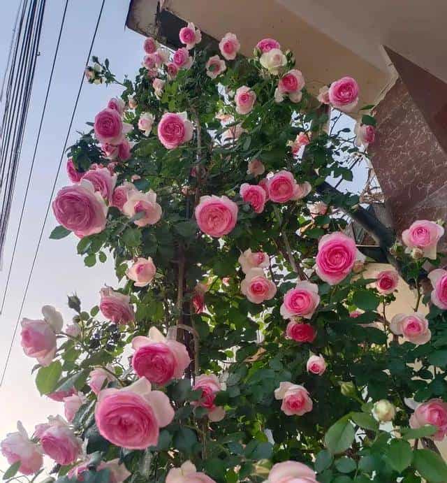 龙沙宝石：藤本月季界的＂不朽传奇＂，以一季芳华定义极致浪漫