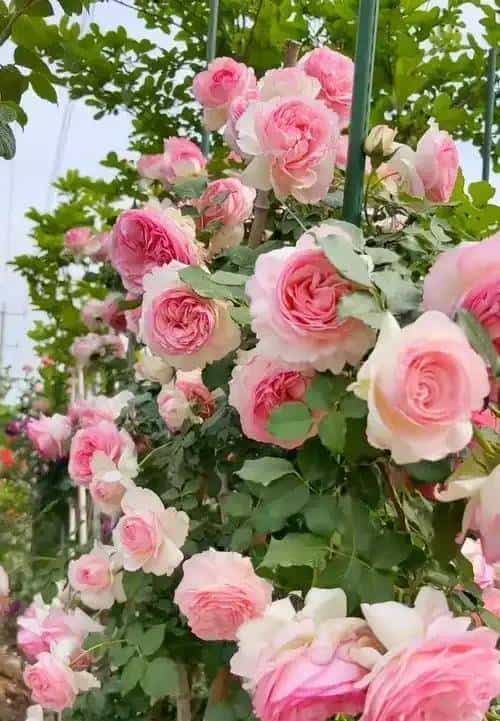 龙沙宝石：藤本月季界的＂不朽传奇＂，以一季芳华定义极致浪漫