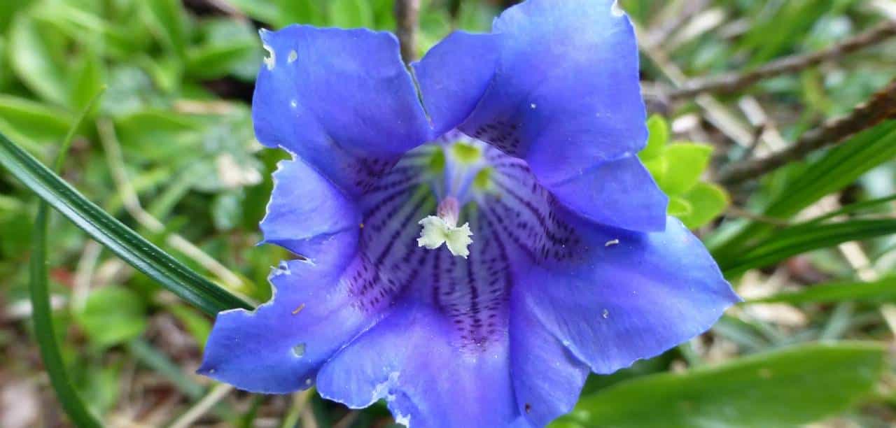 龙胆泻肝丸：清泻肝胆实火的经典方剂