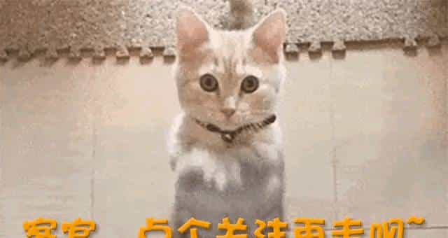 厨房变"犯罪现场"？挖耳勺拍做菜刷爆全网，背后是反精致美学崛起
