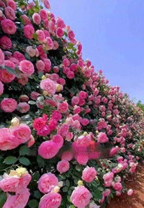 龙沙宝石：藤本月季界的＂不朽传奇＂，以一季芳华定义极致浪漫