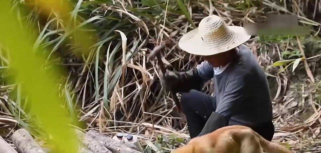 第13集如何种植银耳？古时价比黄金，