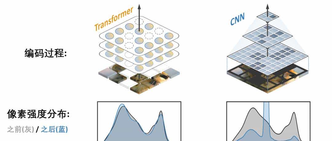 BERT在CNN上也能用？看看这篇ICLR Spotlight论文丨已开源