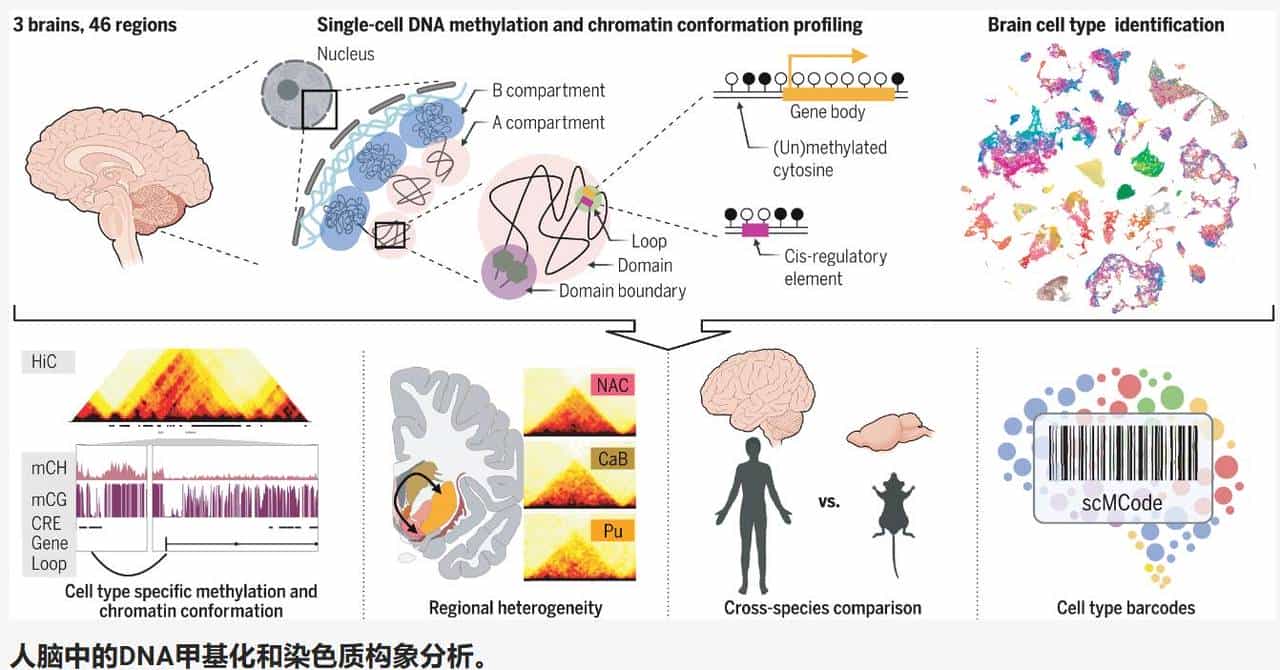 单分子控制大脑结构和功能