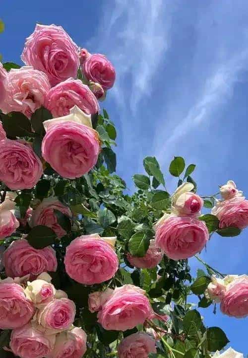 龙沙宝石：藤本月季界的＂不朽传奇＂，以一季芳华定义极致浪漫