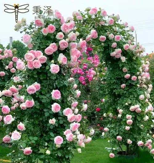 龙沙宝石：藤本月季界的＂不朽传奇＂，以一季芳华定义极致浪漫