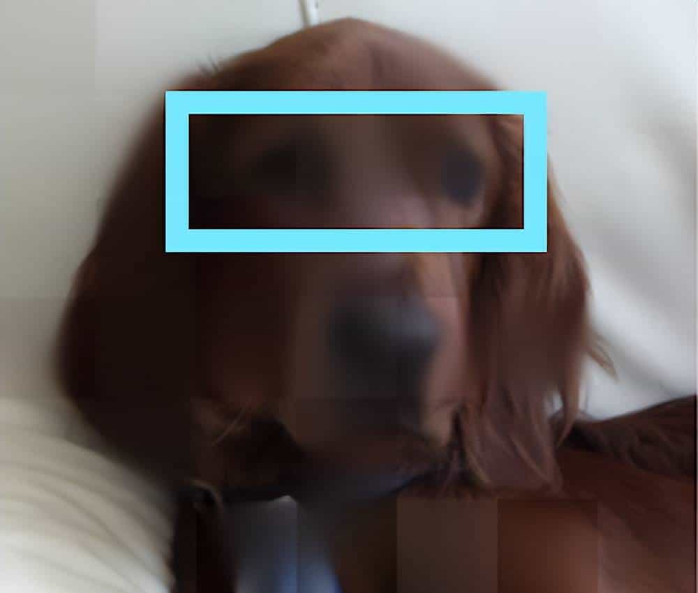 BERT在CNN上也能用？看看这篇ICLR Spotlight论文丨已开源