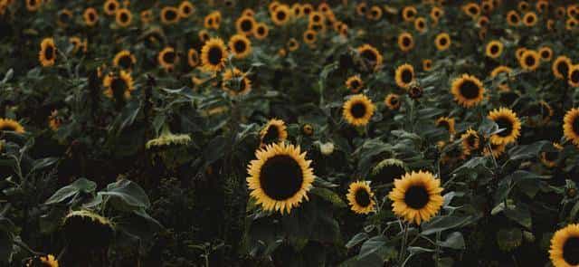 男人真的爱你，不会叫你“老婆”，而是这3种称呼