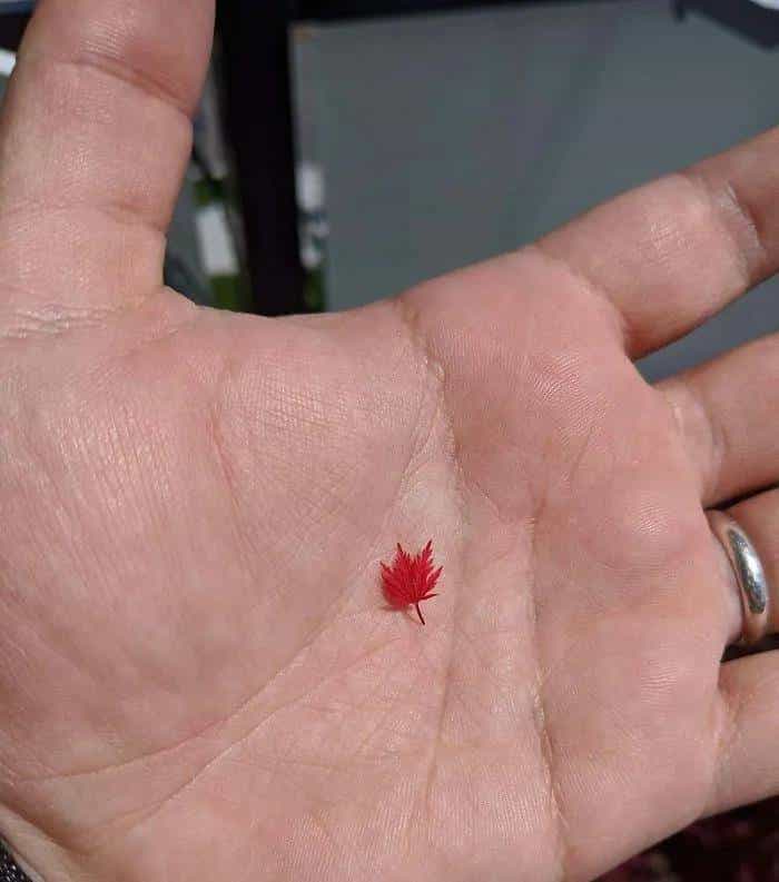 「双语」歪果仁带你看惊喜的大自然瞬间，有的你这辈子都看不到